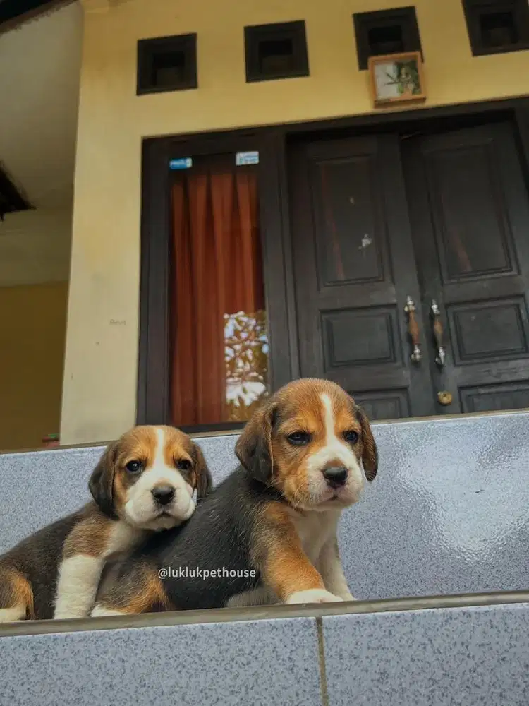 Beagle puppy female Good Quality