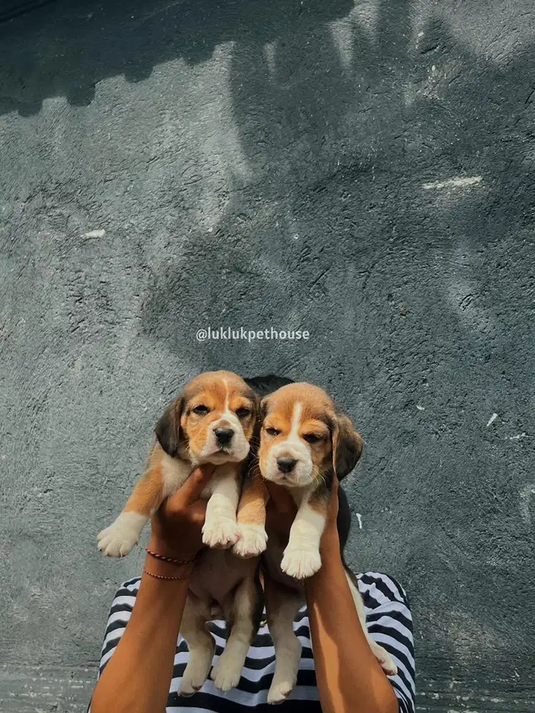 Beagle puppy Male Good Quality