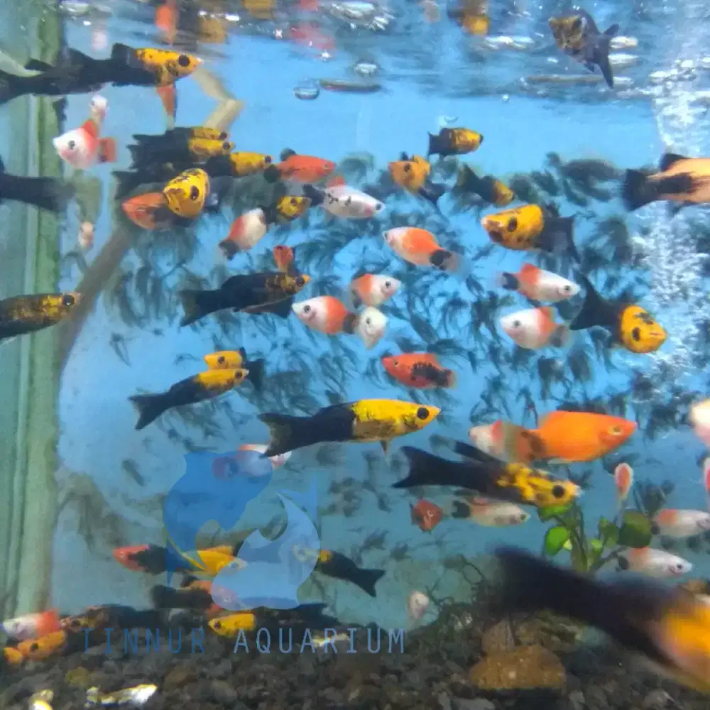 Ikan molly golden black paket 10 ekor