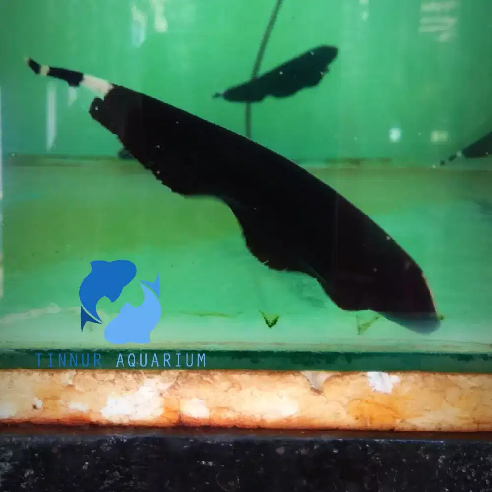 Ikan black ghost paket isi 3 ekor