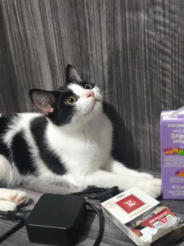 Kucing Persian Mix Dom Tuxedo [ oppen addopt ]