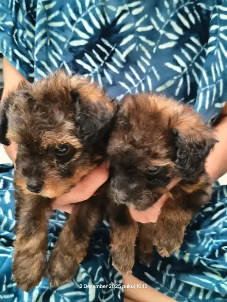 Anjing podle anakan jantan 1.5 bln