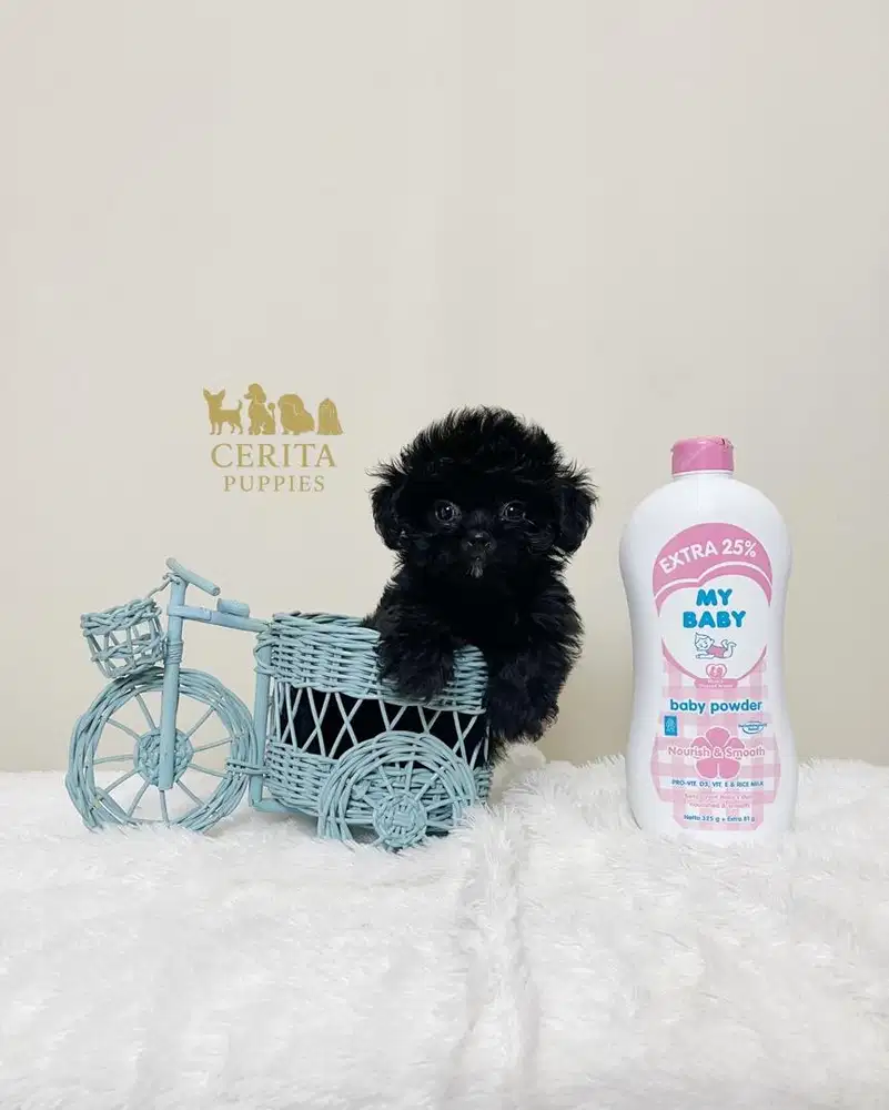 Jual Anak Anjing Poodle x Chihuahua Unik