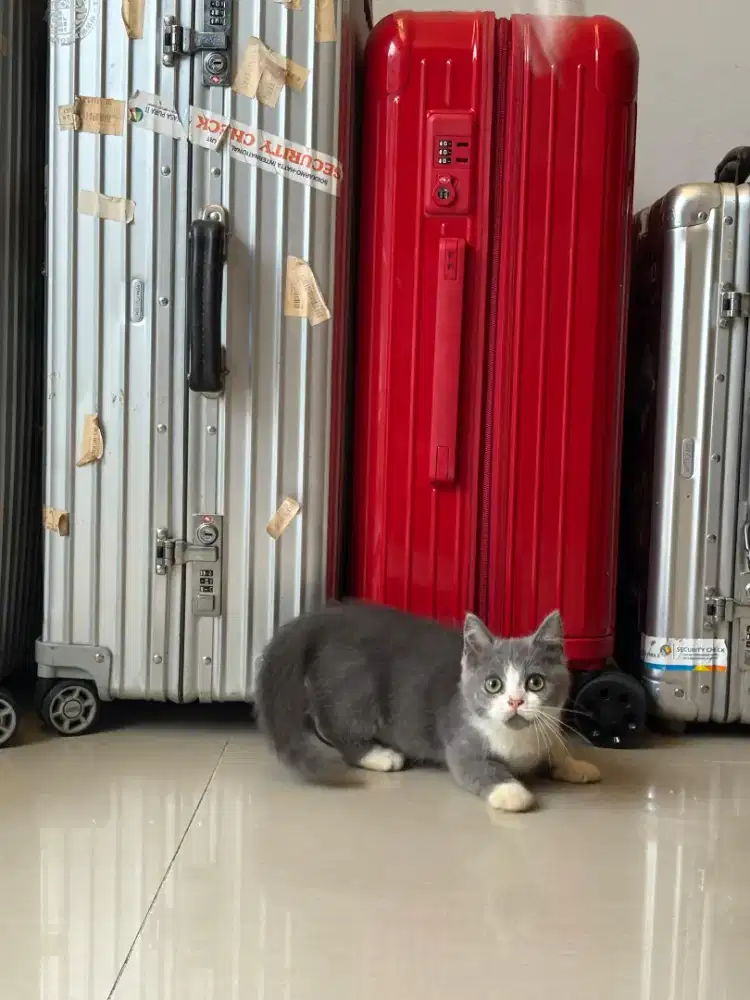 Munchkin Bsh Betina Bicolor