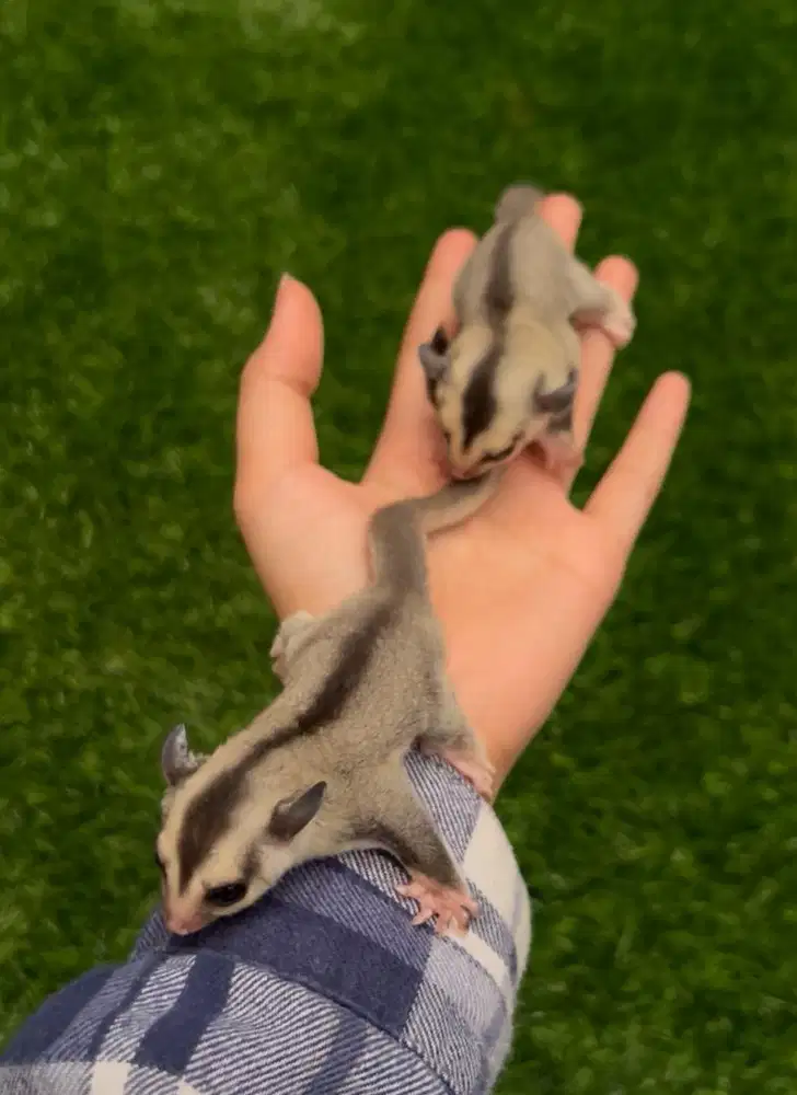 sugar glider whiteface