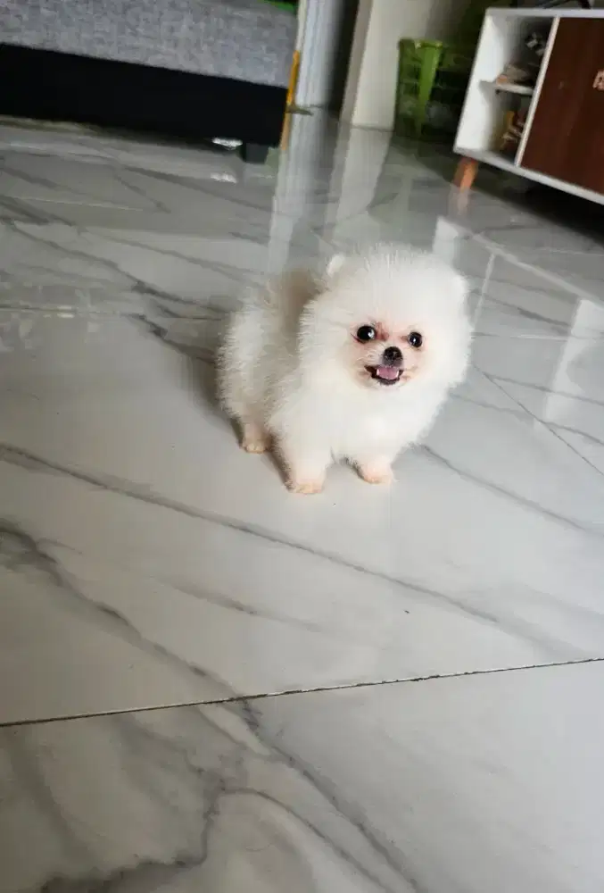 Teacup size pomeranian