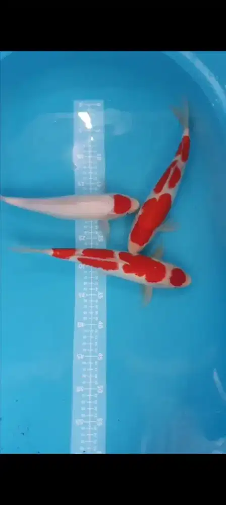 Paket Koi Kohaku Tancho Super Quality