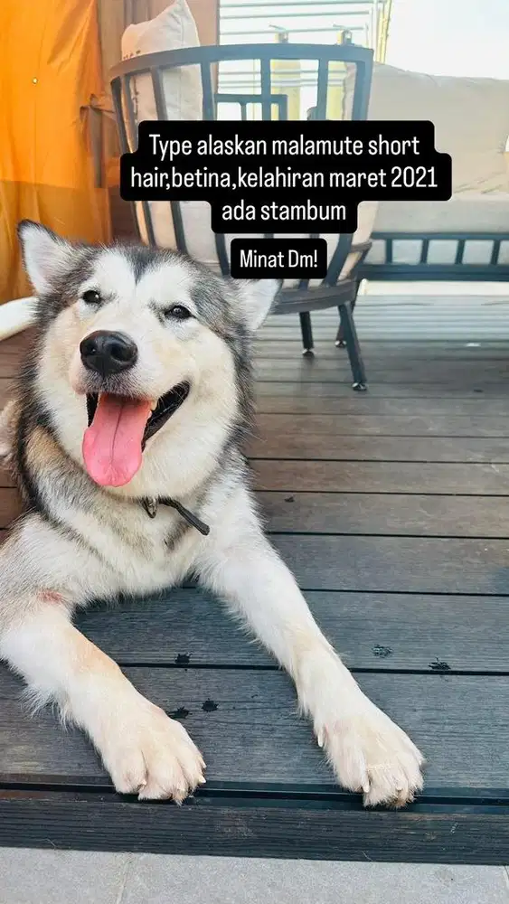 Alaskan malamute & Akita america