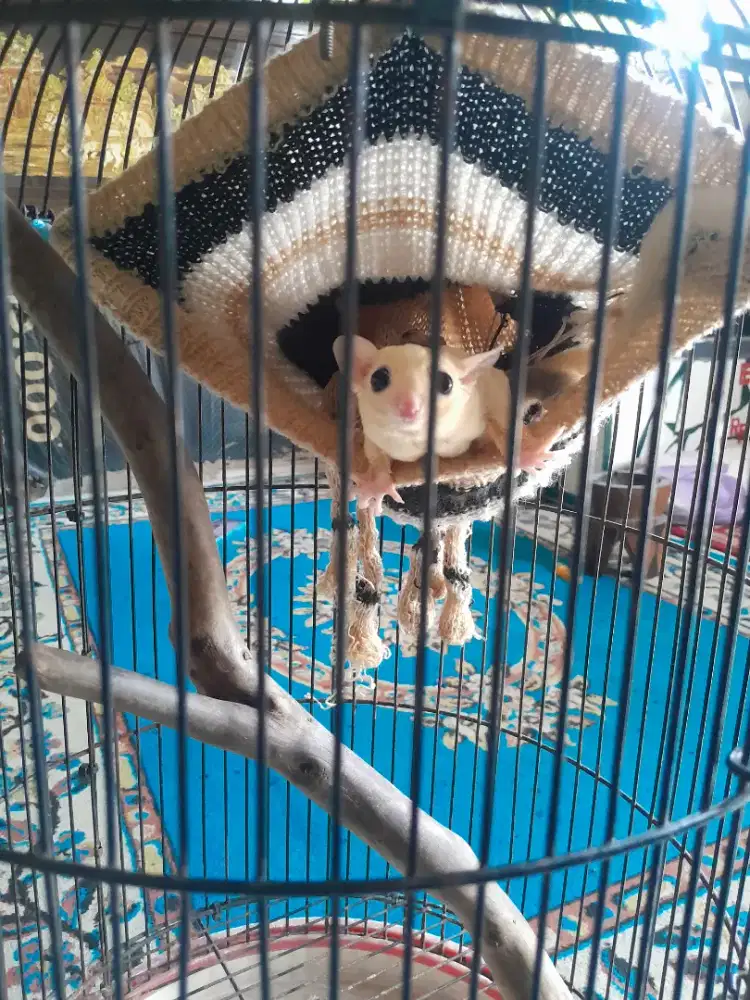 Dijual sugar glider