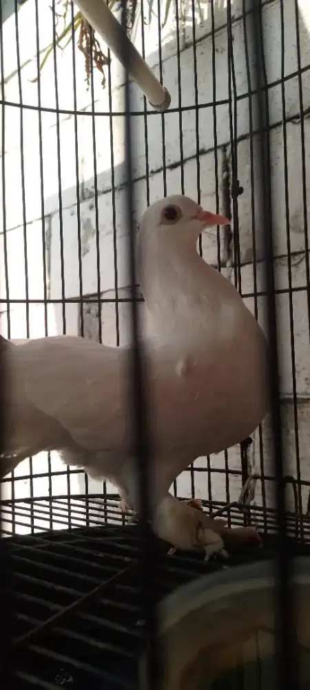 Hewan Peliharaan dan aksoaoris