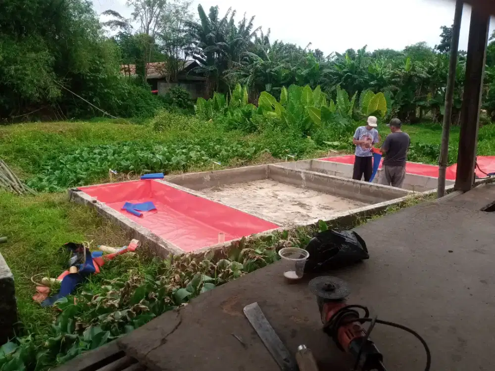 Ready benih lele ukuran 34/56/67/78