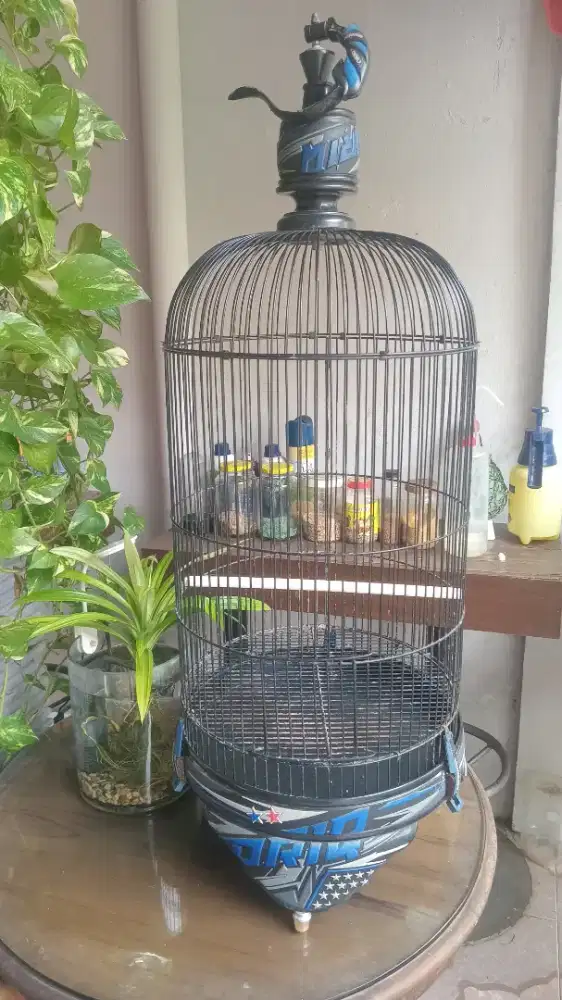 Sangkar Lovebird