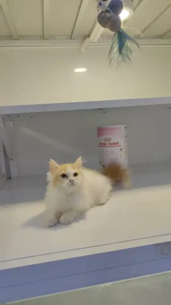 Kitten persia peaknose Longhair dan shorthair