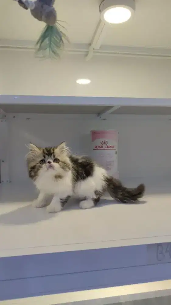 Kitten persia peaknose Longhair