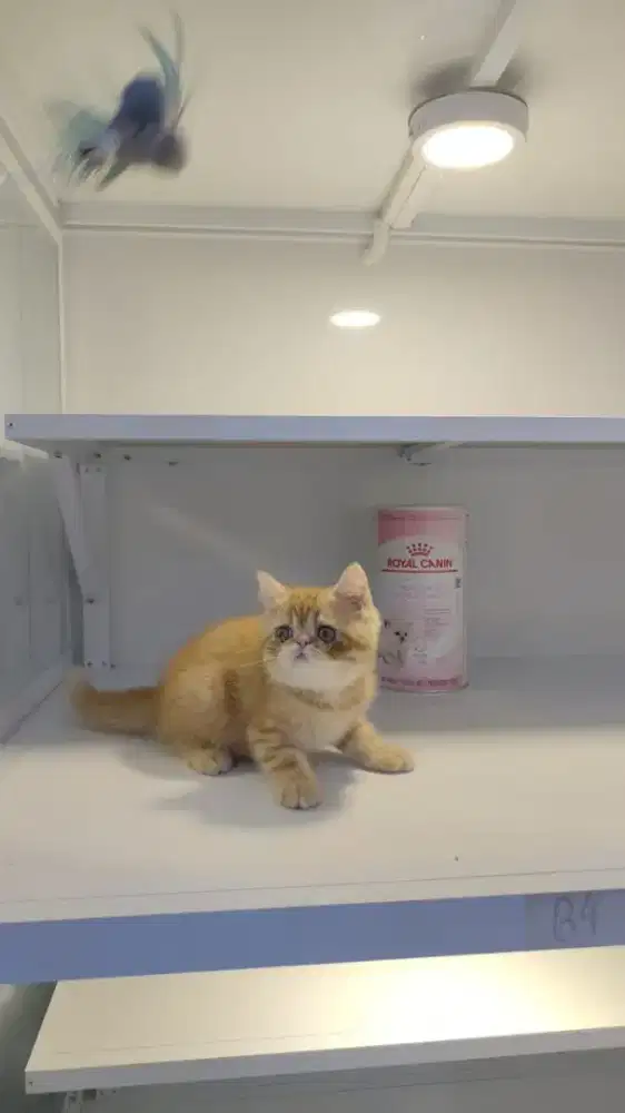 Kucing kitten persia peaknose Longhair dan shorthair