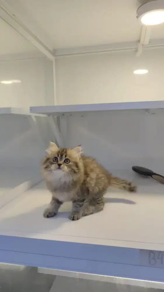 Kitten persia super lucu dan aktif