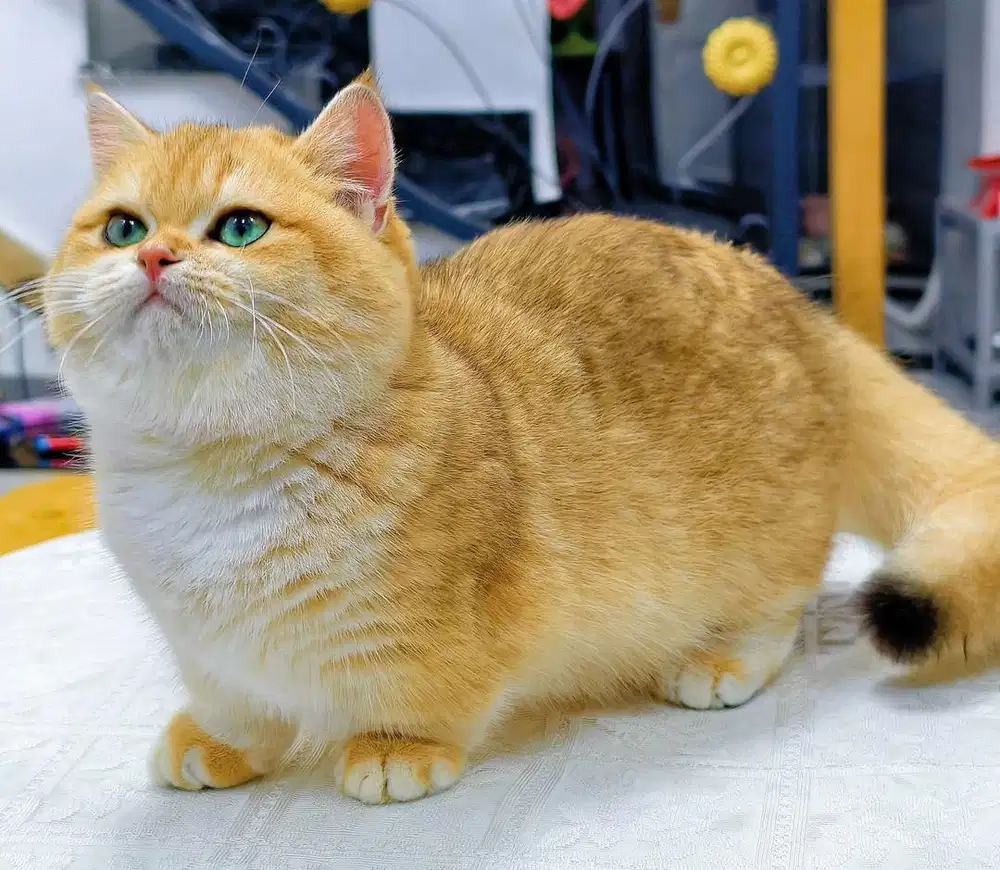 for sell munchkin bsh