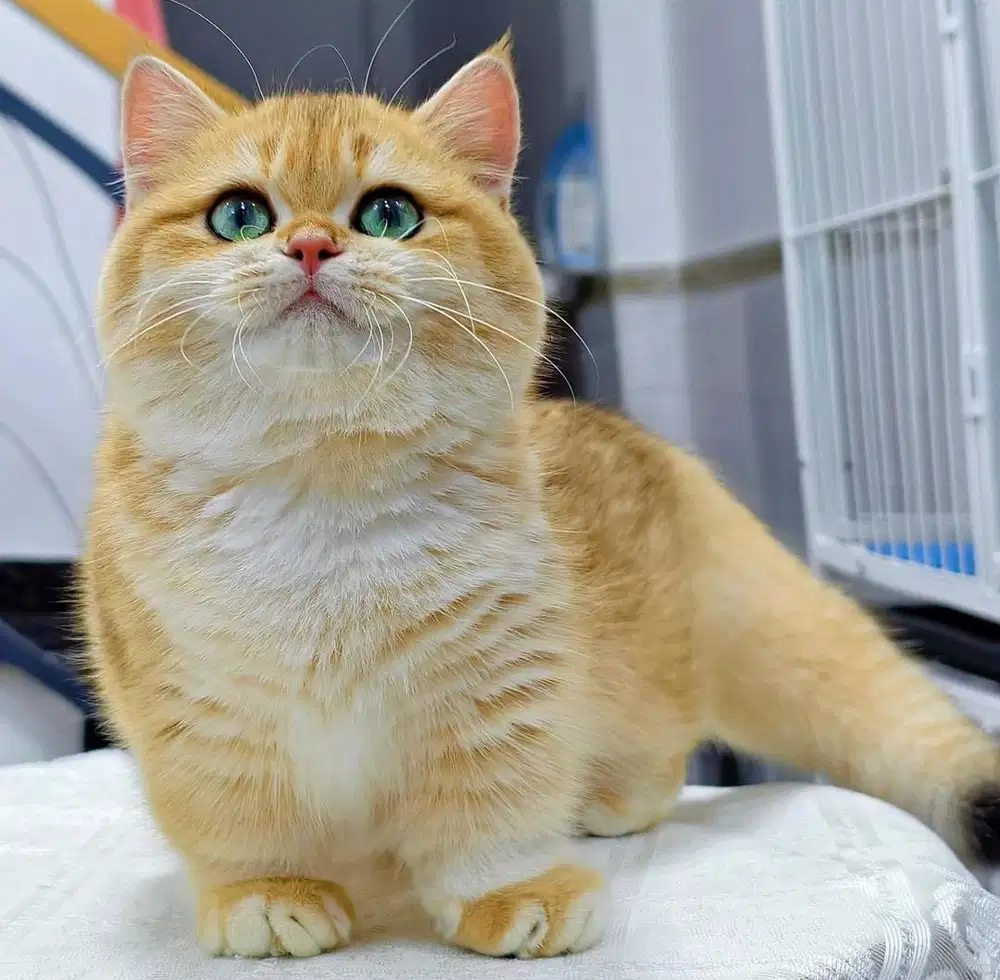 for sell munchkin bsh