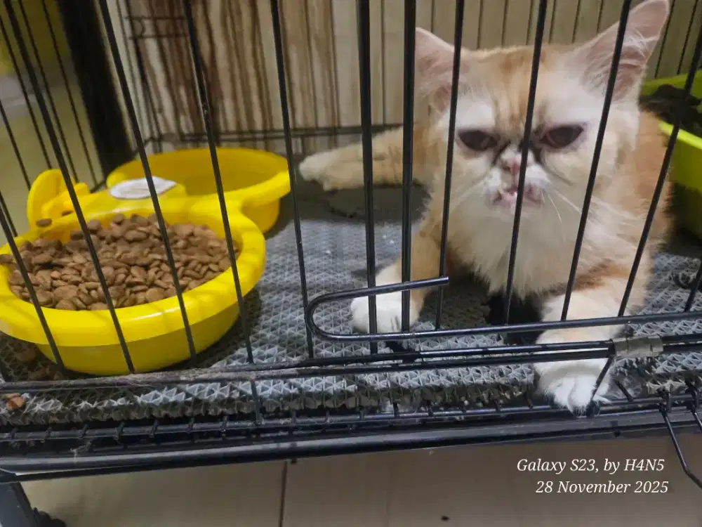 kucing persia umur 2.5th