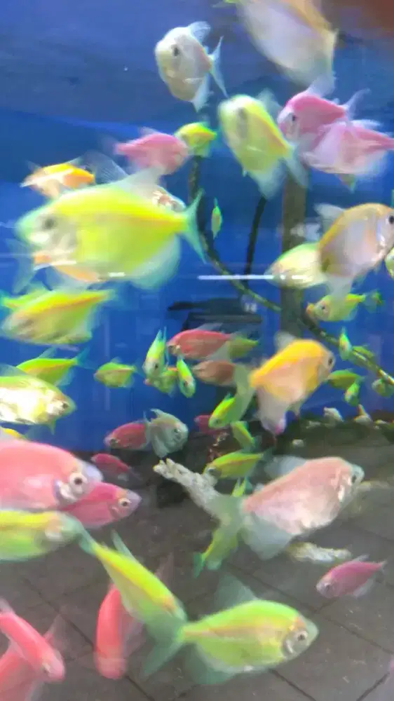 Ikan glowfish tetra paket isi 10 ekor