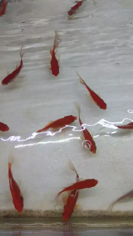 Ikan komet paket isi 5 ekor