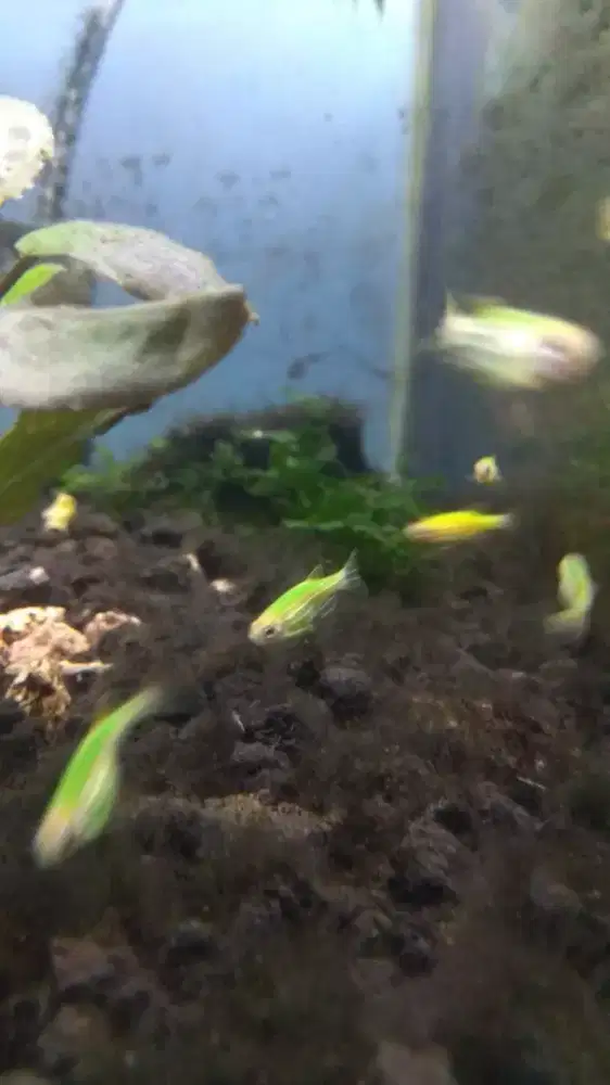 Ikan zebra Green Danio paket 10 ekor