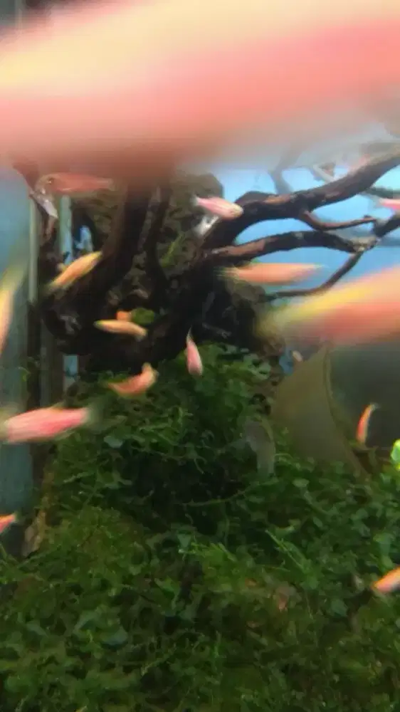 Ikan zebra pink danio paket 15 elor