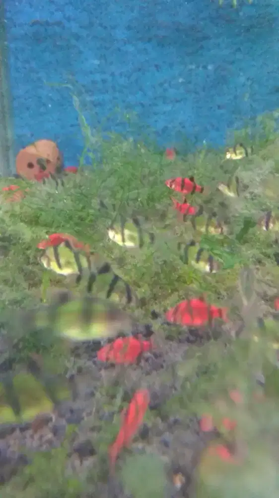 Ikan Sumatra barb glow paket isi 10 ekor