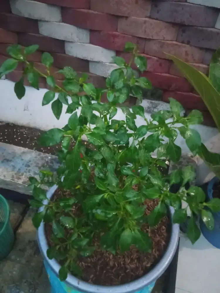 Tanam Cabe Rawit Berbunga & berbuah merah merona+pot