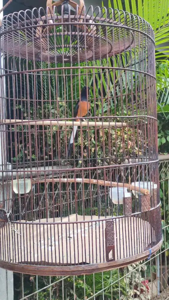 Murai ternakan harian rajin