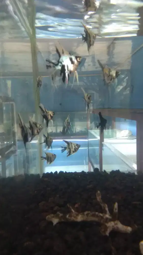 Ikan manfsh 3 color isi 6 ekor