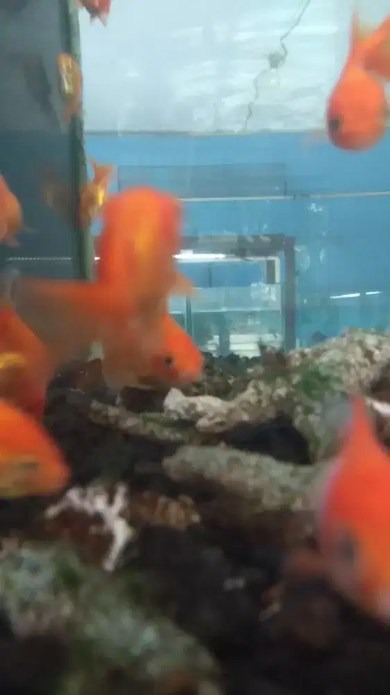 Ikan mas Koki oranda  isi 5 ekor