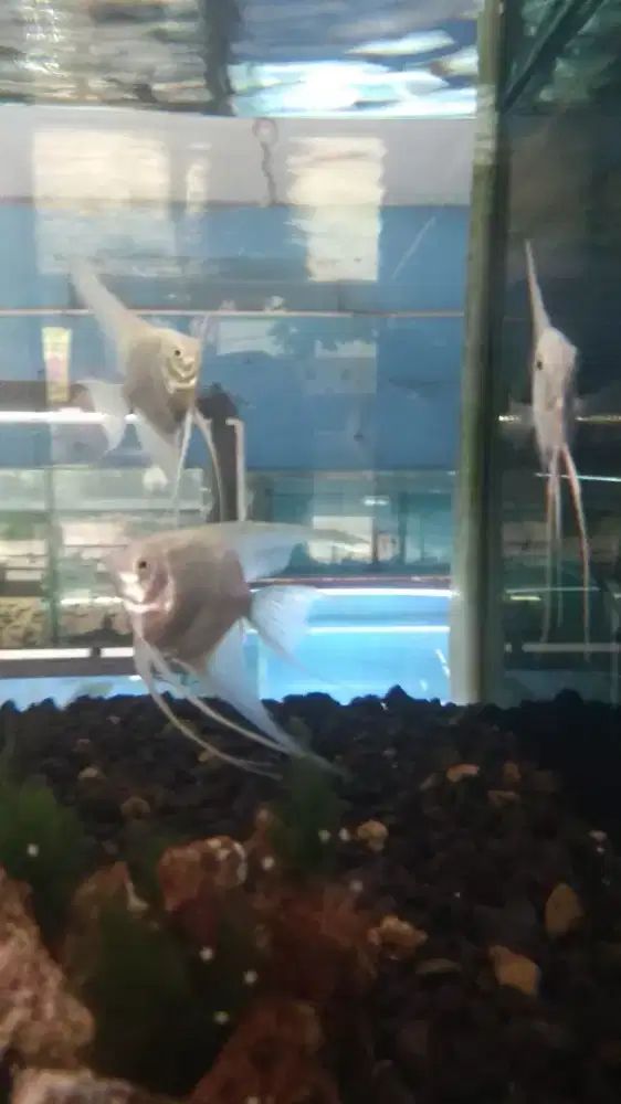 Ikan manfsh platinum isi 3 ekor