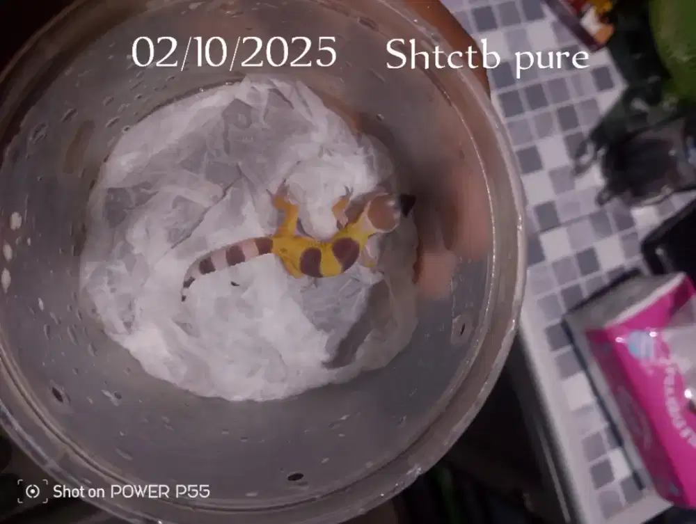 Leopard gecko Juve&baby up