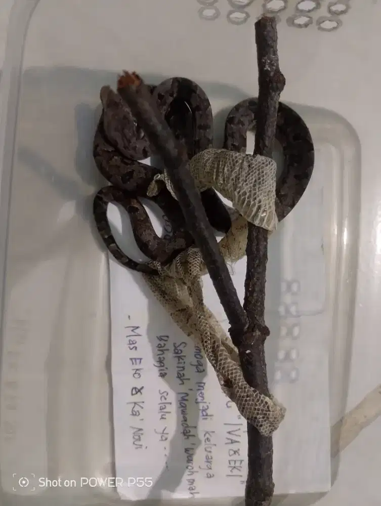 Ular Monopohon carinata