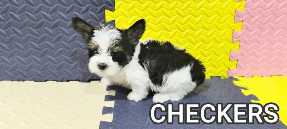 YORKSHIRE PUPPIES PARTY COLOUR