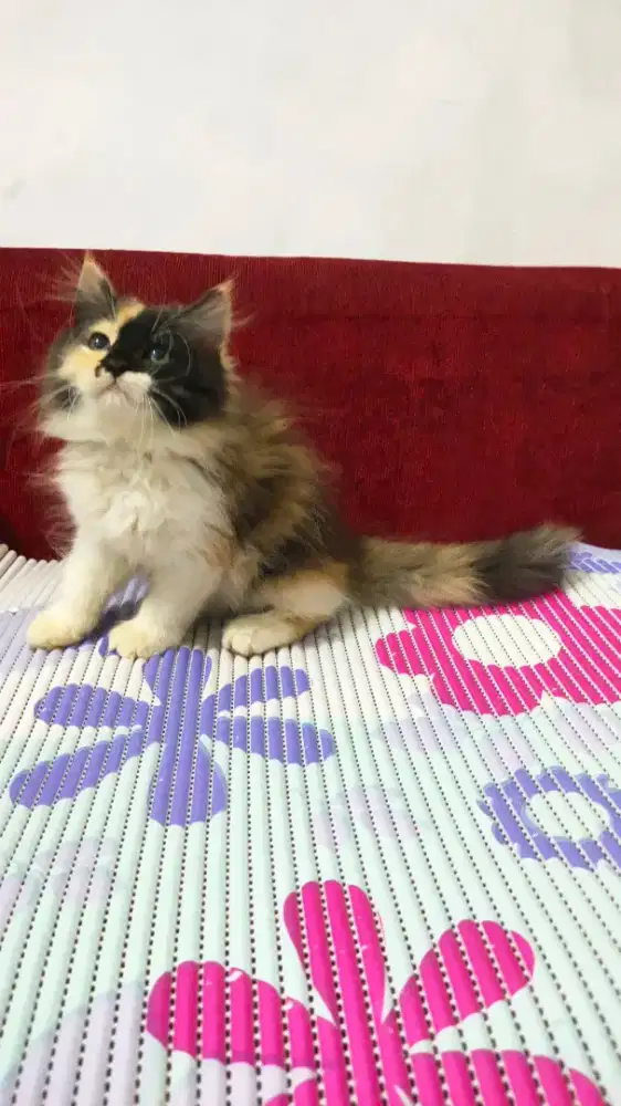 Kitten Persia calico