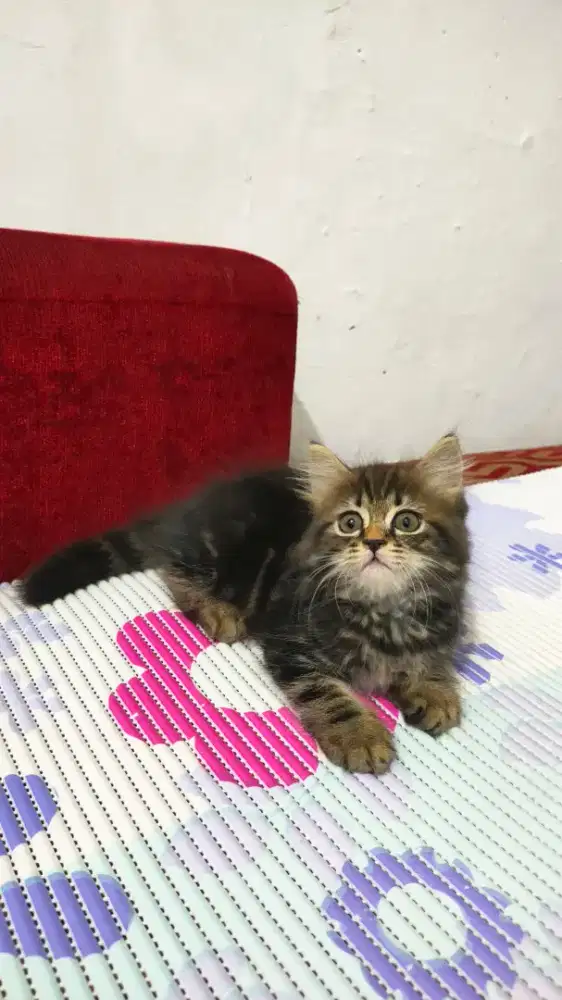 Kitten Persia betina