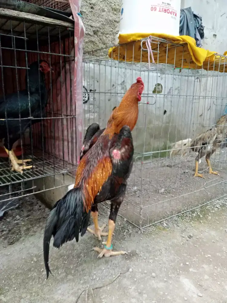 Sapasang anakan shamo jepang