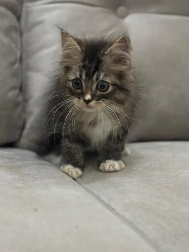 Mainecoon kitten jantan