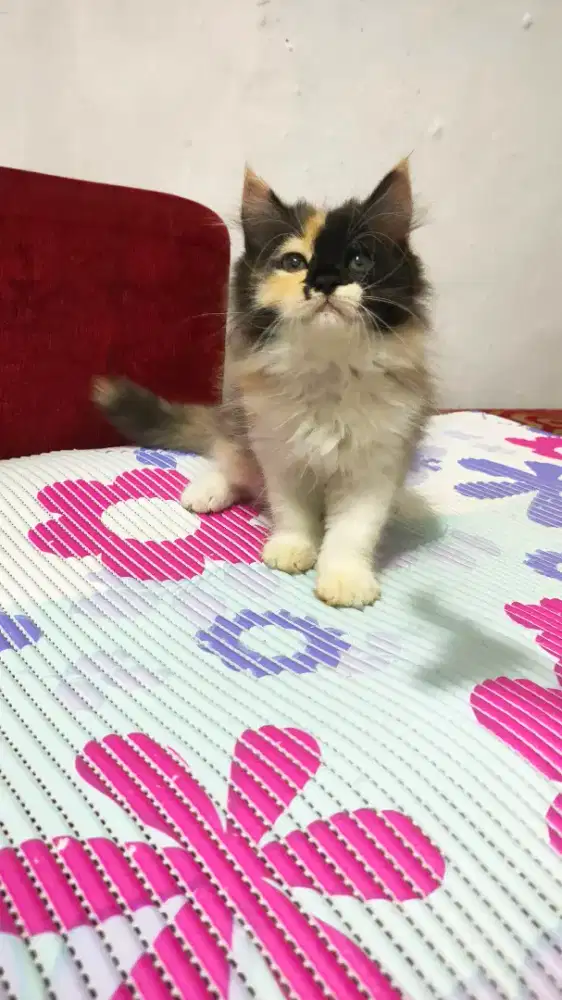 Kitten Persia betina