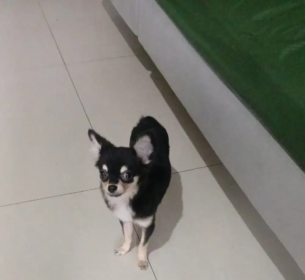 Anjing chihuahua