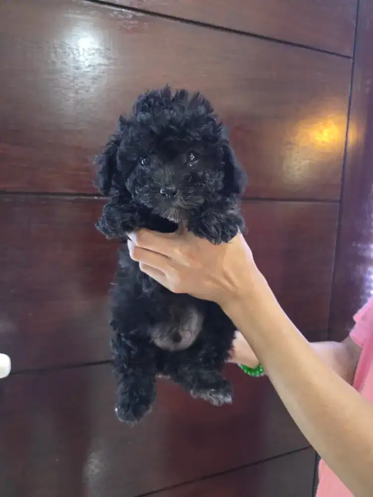 Poodle Jantan Hitam kosongan