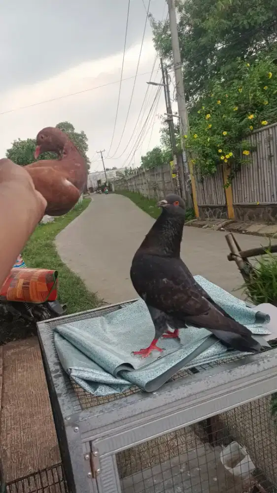 Merpati kolongan KTP tegal, perpasang / giring