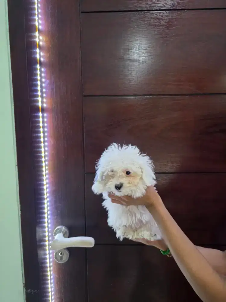 Poodle Putih dan party Betina kosongan