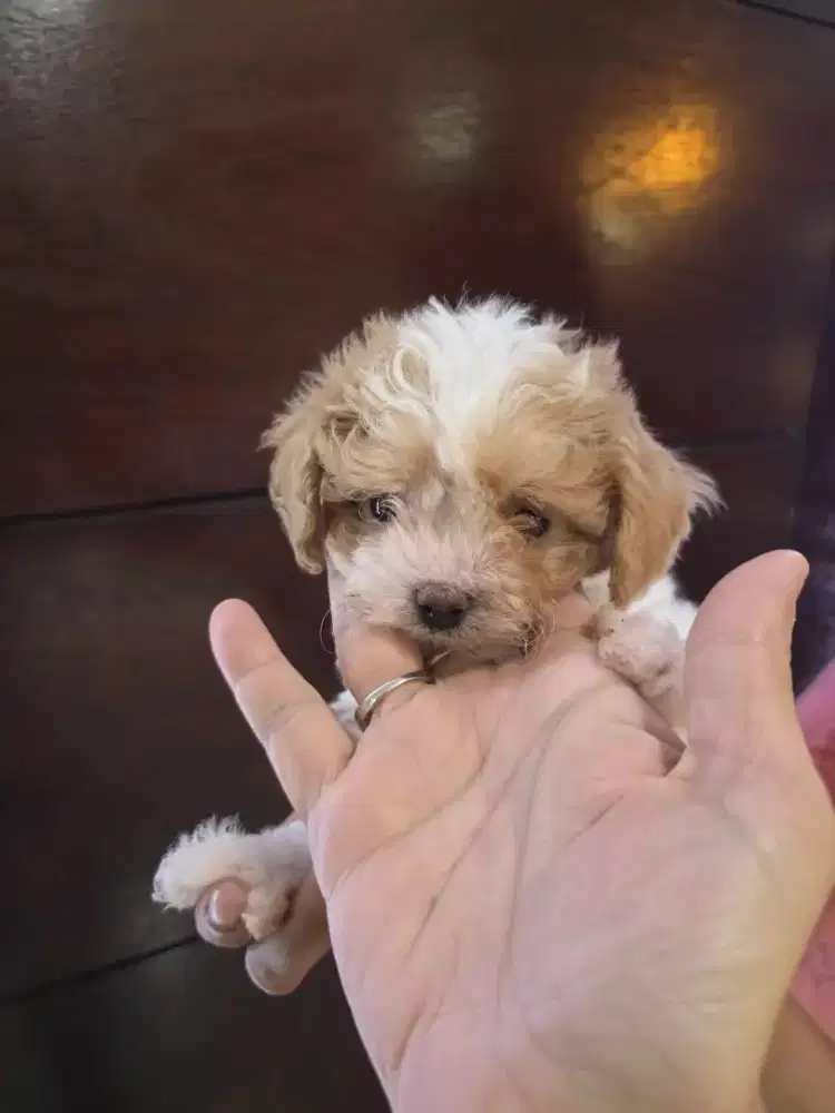 Party putih coklat Betina kosongan