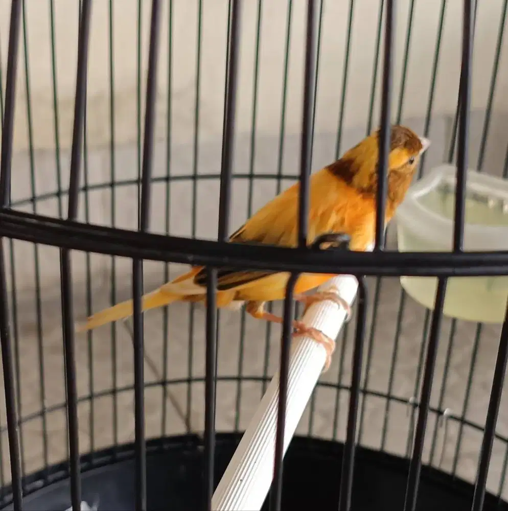 burung kenari jantan di Medan