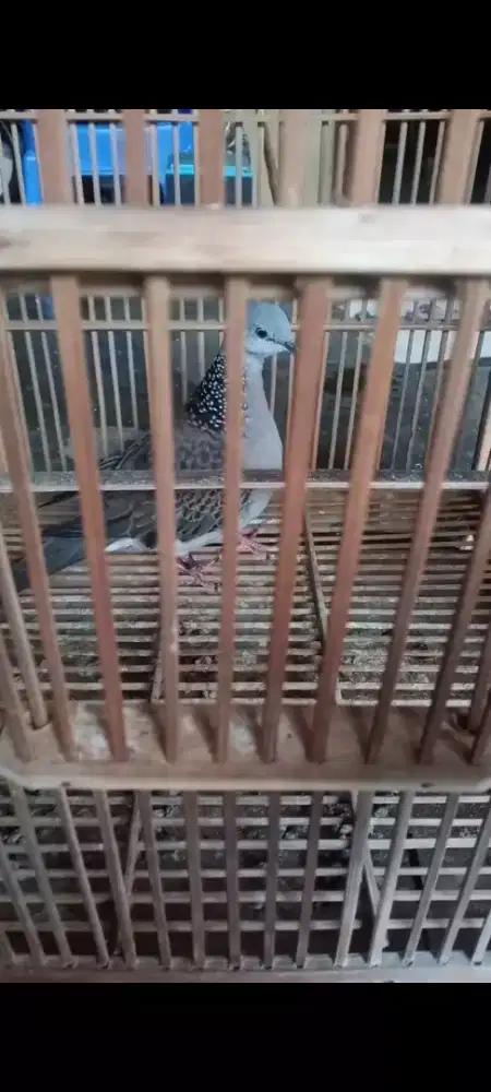 Derkuku kelantan jantan gayer brajak kuk 2 pethetan