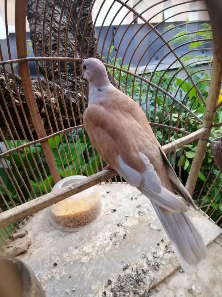 Burung Puter Coklat Jantan