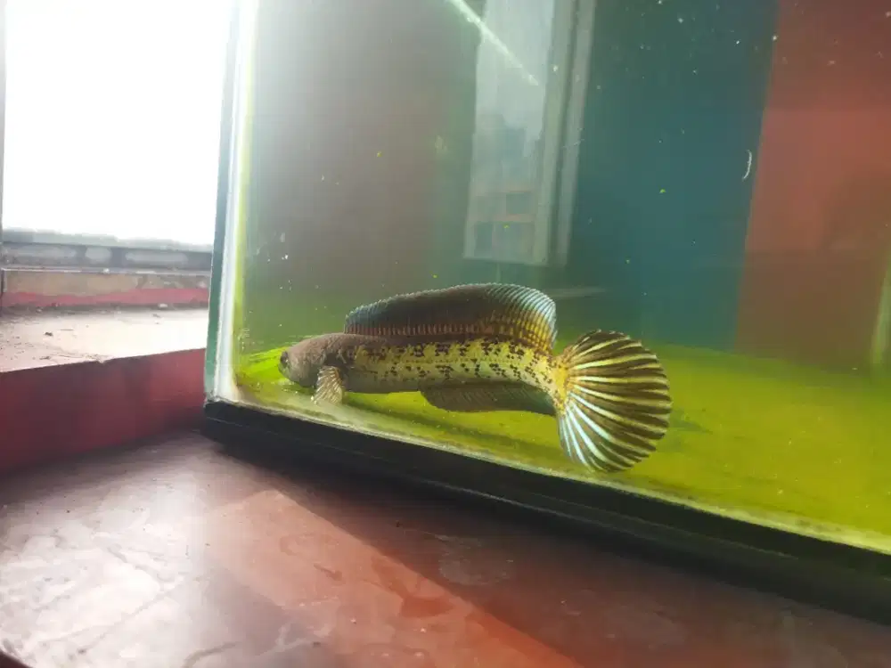 Chana auranti gondrong